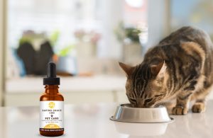 CBD oil for cats