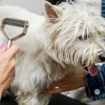 How to initiate the grooming business?