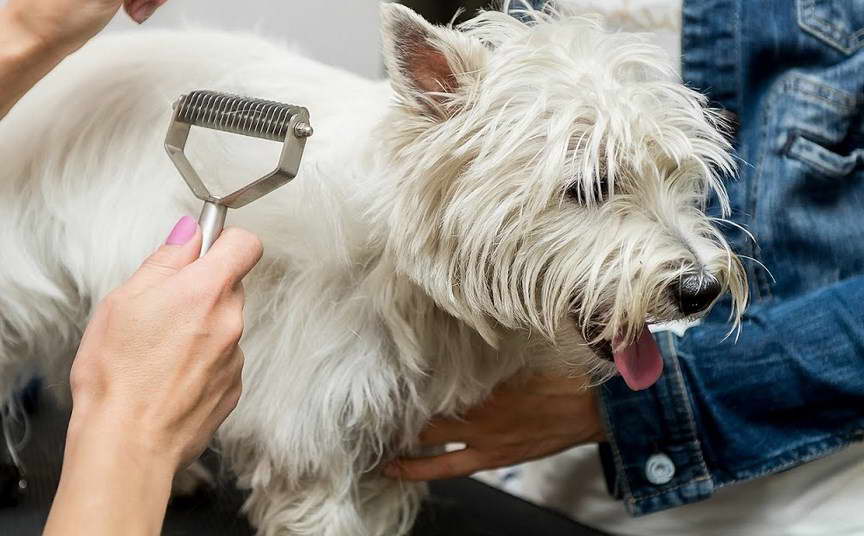 How to initiate the grooming business?