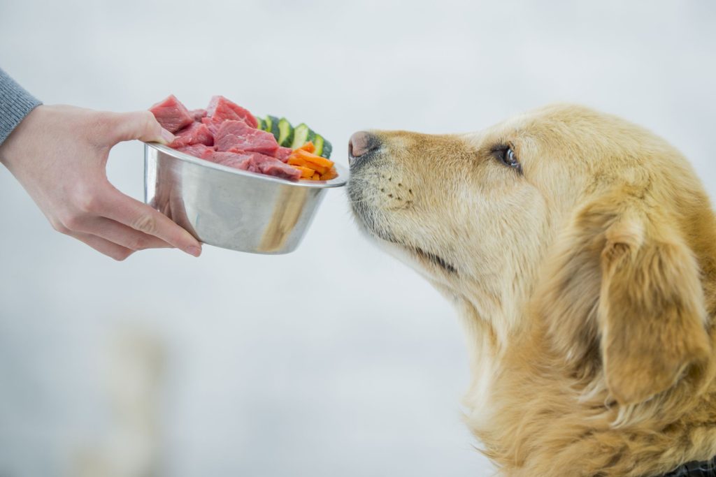 healthiest dog food