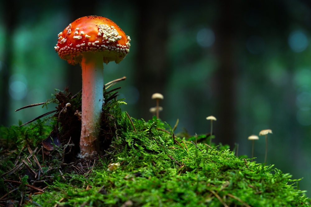 amanita muscaria